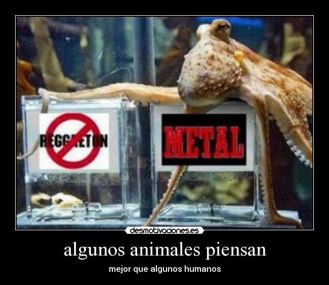algunos animales piensan -