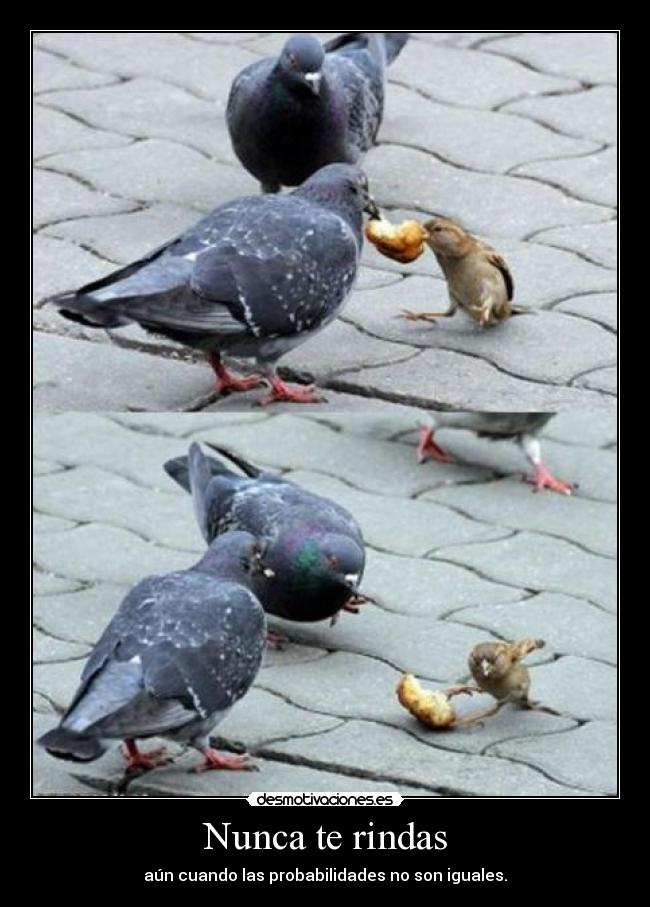 Nunca te rindas - aún cuando las probabilidades no son iguales.