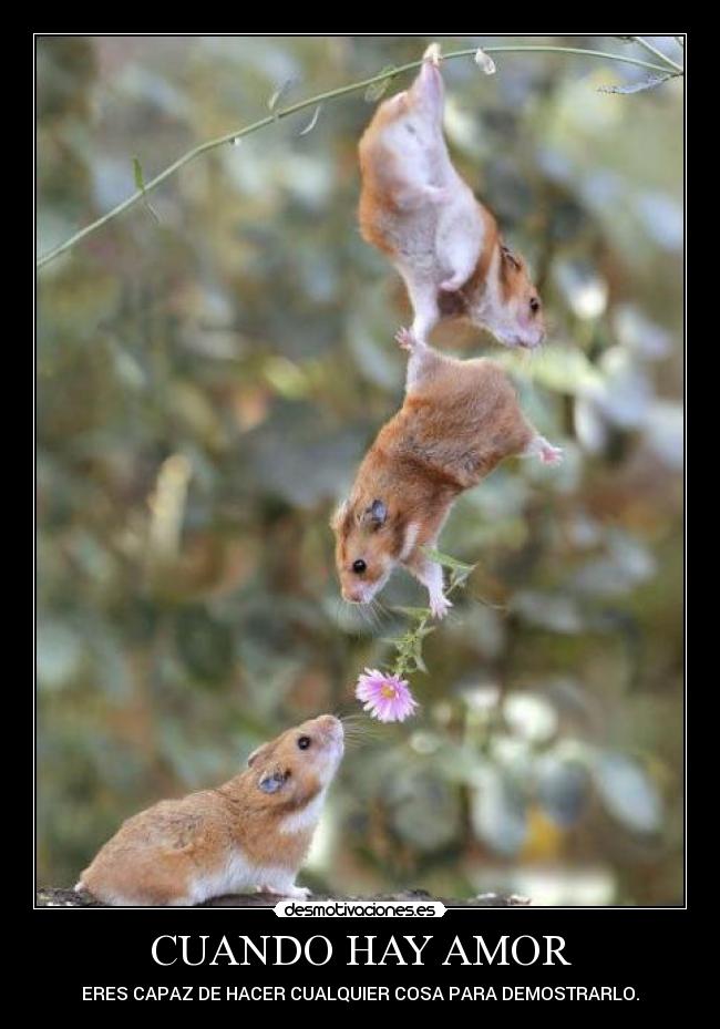 CUANDO HAY AMOR - ERES CAPAZ DE HACER CUALQUIER COSA PARA DEMOSTRARLO.
