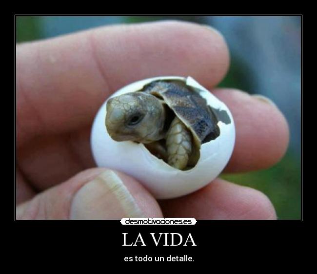 LA VIDA -