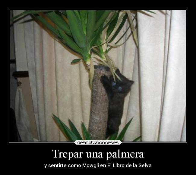 Trepar una palmera - y sentirte como Mowgli en El Libro de la Selva