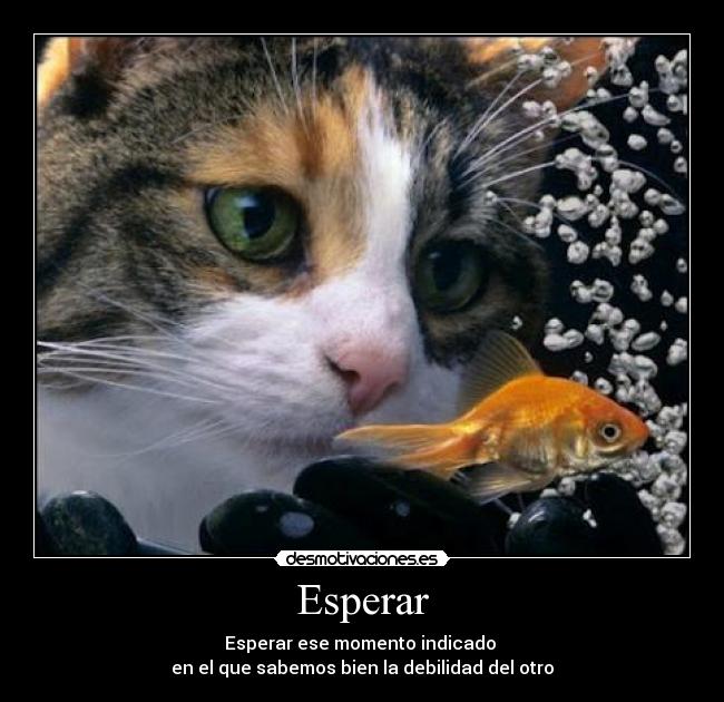 Esperar - Esperar ese momento indicado
en el que sabemos bien la debilidad del otro