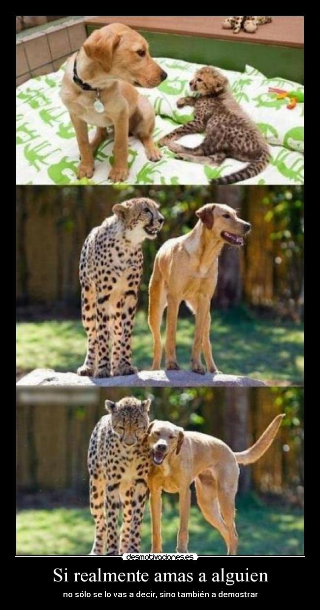 Si realmente amas a alguien - no sólo se lo vas a decir, sino también a demostrar