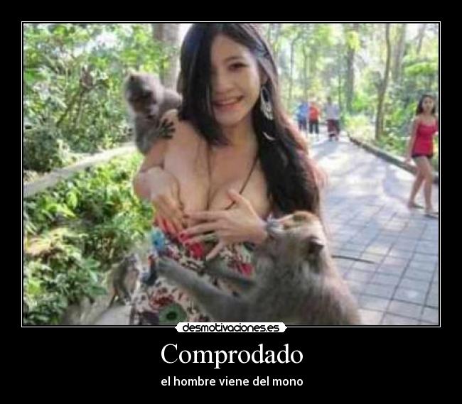 Comprodado - el hombre viene del mono