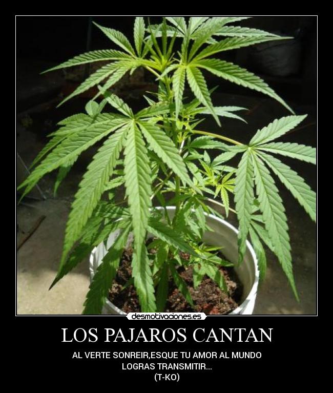 LOS PAJAROS CANTAN - AL VERTE SONREIR,ESQUE TU AMOR AL MUNDO
LOGRAS TRANSMITIR...
(T-KO)