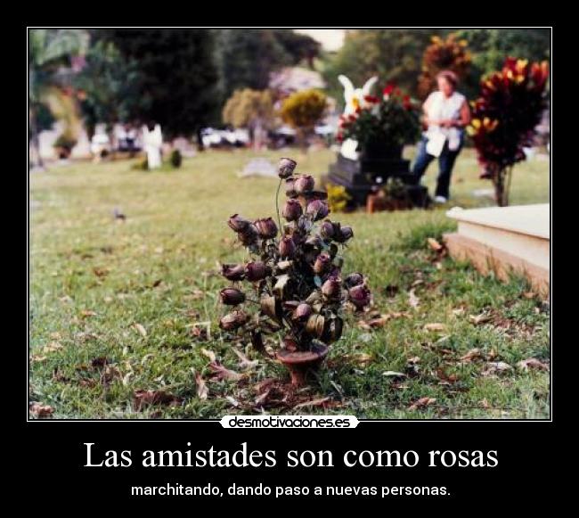Las amistades son como rosas - marchitando, dando paso a nuevas personas.