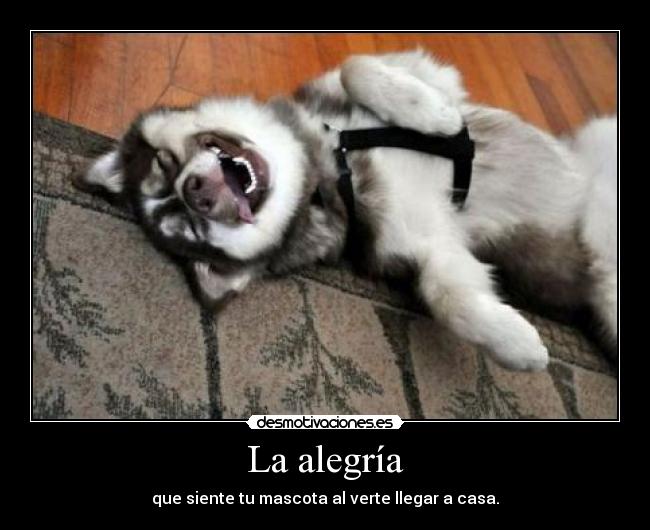 La alegría - que siente tu mascota al verte llegar a casa.