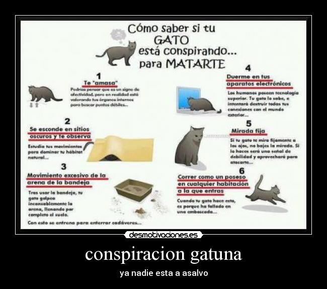 conspiracion gatuna - ya nadie esta a asalvo