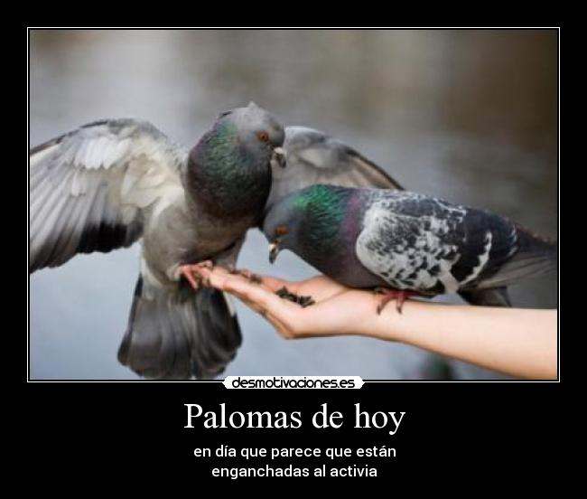 carteles palomas activia desmotivaciones
