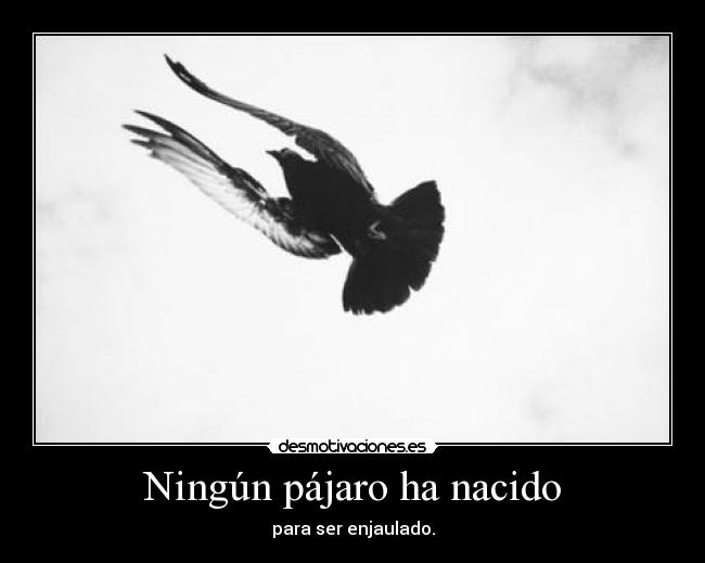 Ningún pájaro ha nacido - para ser enjaulado.