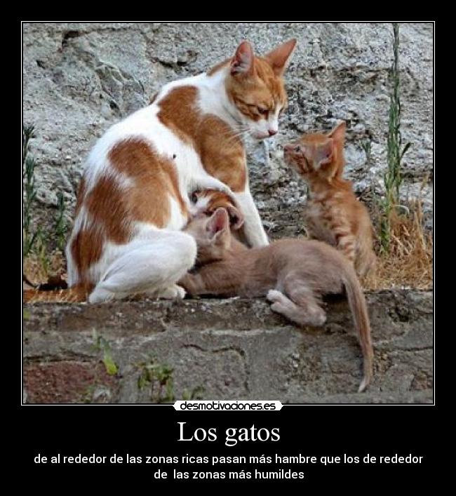 Los gatos - de al rededor de las zonas ricas pasan más hambre que los de rededor
de  las zonas más humildes