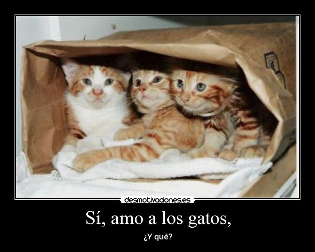 Sí, amo a los gatos, - 
