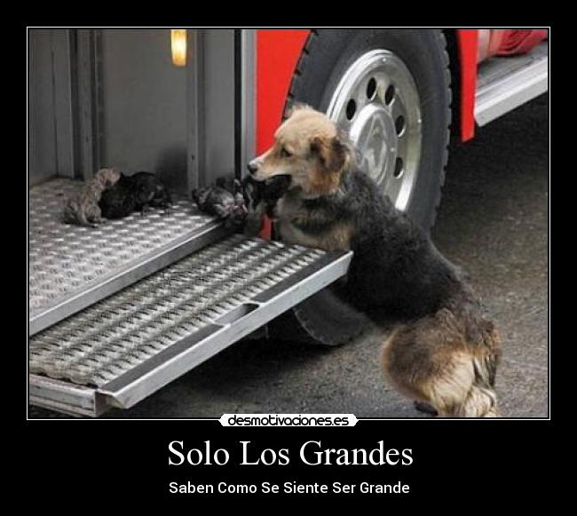 Solo Los Grandes - Saben Como Se Siente Ser Grande