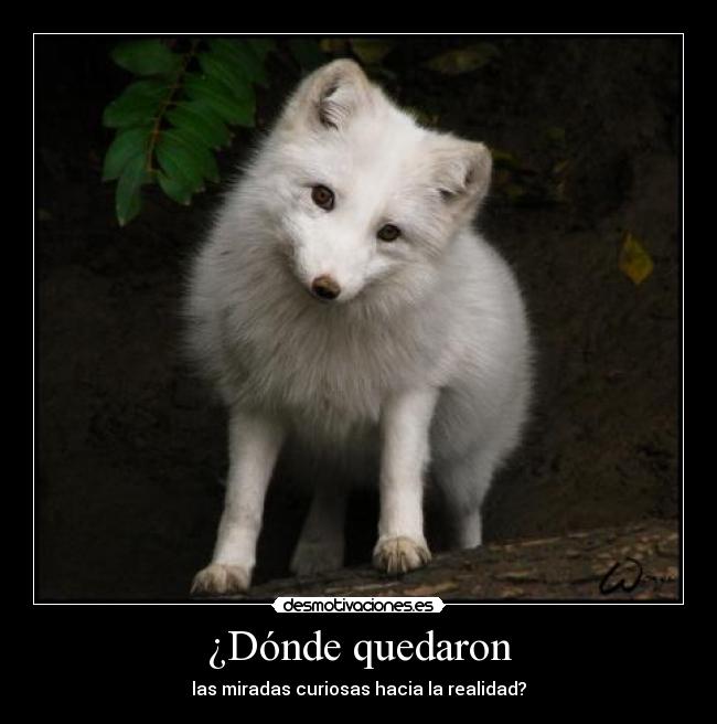 ¿Dónde quedaron - las miradas curiosas hacia la realidad?