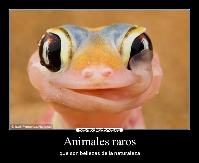 Animales raros - que son bellezas de la naturaleza