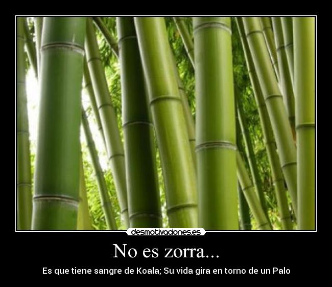 No es zorra... -
