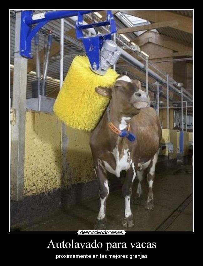 Autolavado para vacas - proximamente en las mejores granjas
