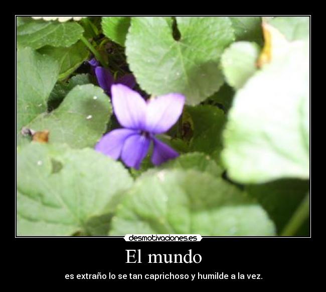 El mundo - es extraño lo se tan caprichoso y humilde a la vez.