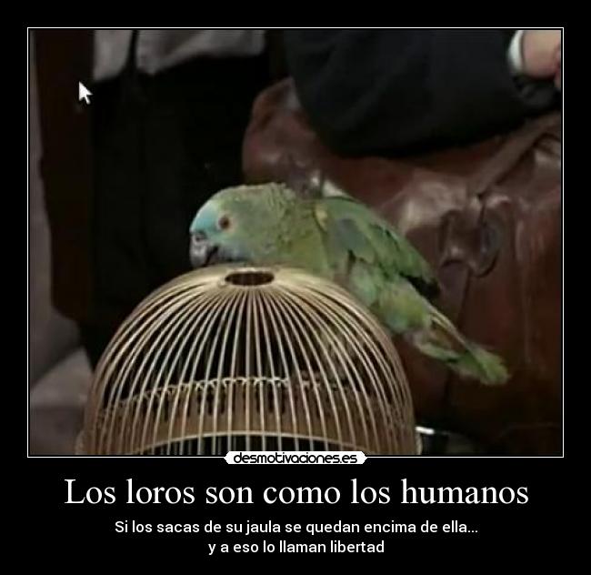 Los loros son como los humanos - Si los sacas de su jaula se quedan encima de ella...
y a eso lo llaman libertad