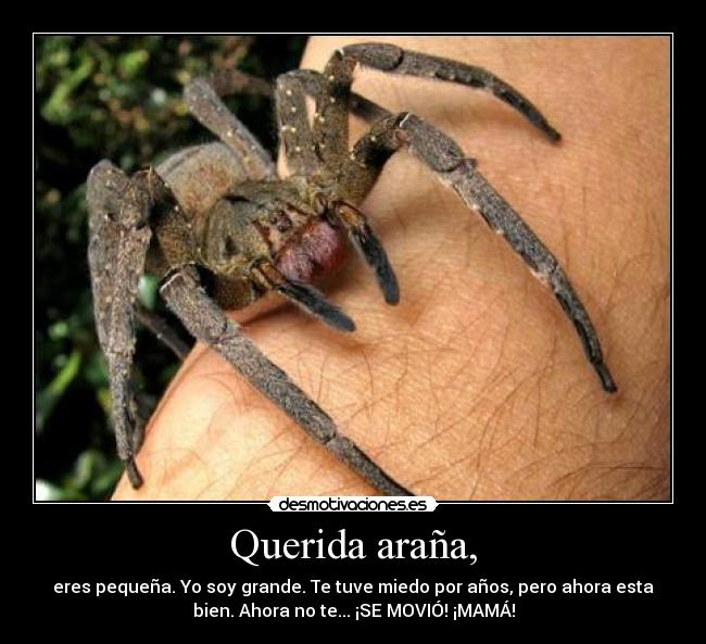 Querida araña, -