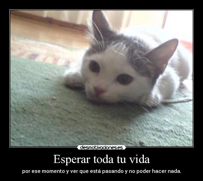 carteles vida pussy que gata tan salada tilintilin desmotivaciones