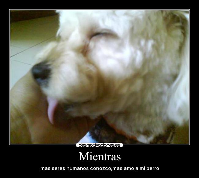 carteles los perros amor incondicional desmotivaciones