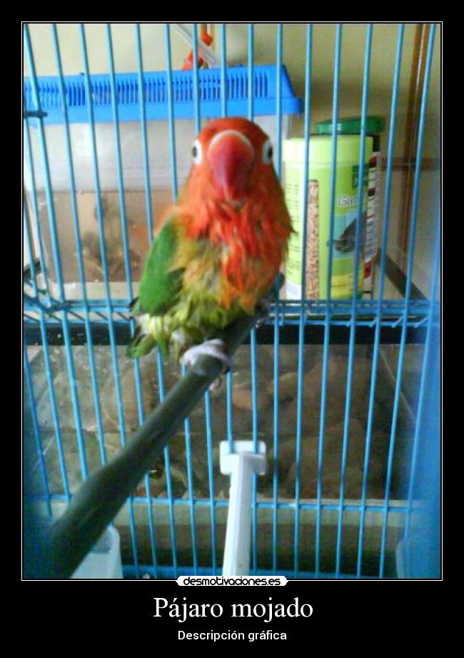 Pájaro mojado - Descripción gráfica