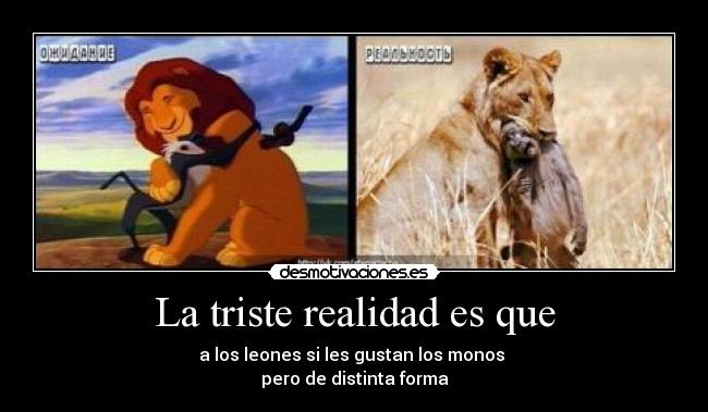 La triste realidad es que - a los leones si les gustan los monos
pero de distinta forma
