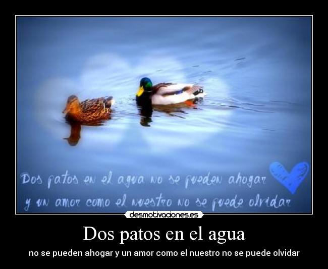 Dos patos en el agua - no se pueden ahogar y un amor como el nuestro no se puede olvidar