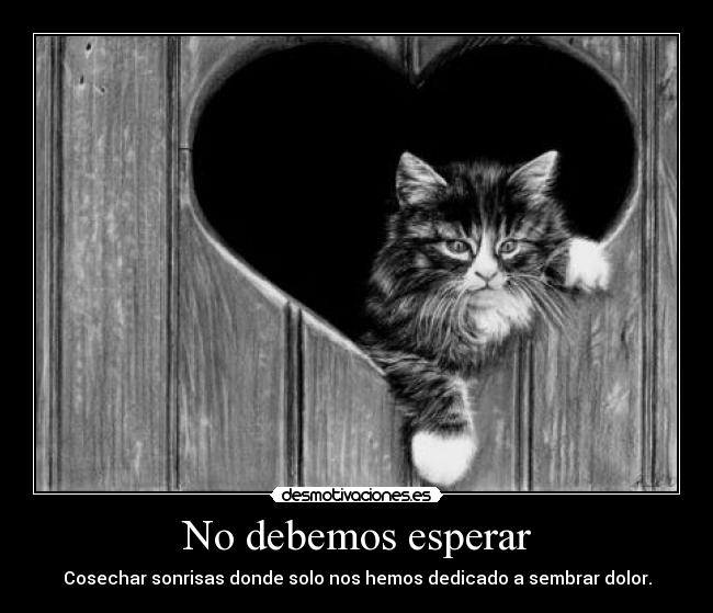 carteles amore eztano cuidado tus practicas love you gato solo dolor corazon divertitags desmotivaciones