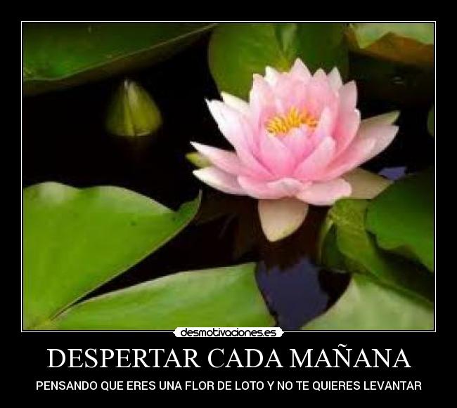 DESPERTAR CADA MAÑANA - PENSANDO QUE ERES UNA FLOR DE LOTO Y NO TE QUIERES LEVANTAR