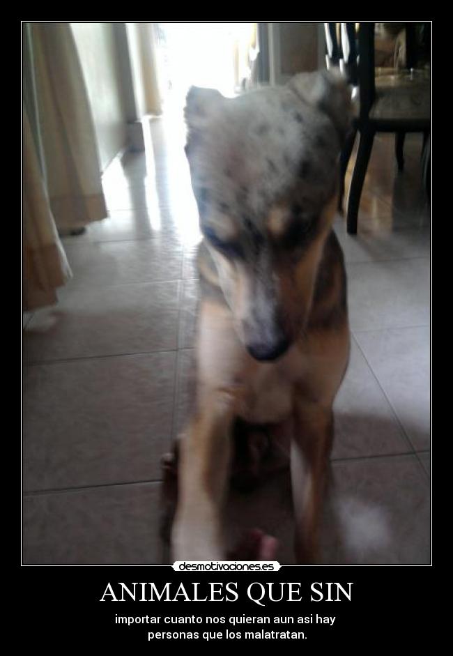 ANIMALES QUE SIN - 