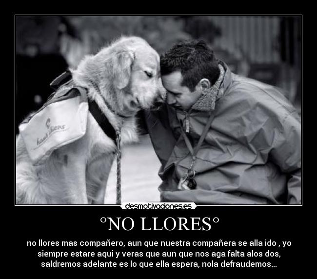 °NO LLORES° - 