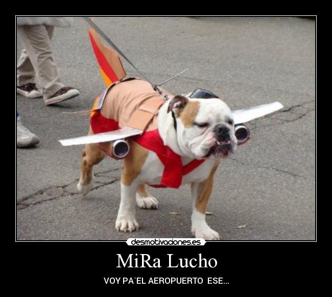 MiRa Lucho -