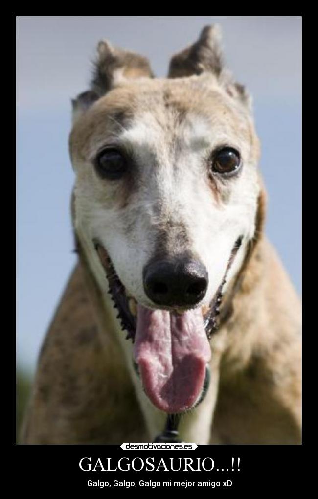 GALGOSAURIO...!! - Galgo, Galgo, Galgo mi mejor amigo xD