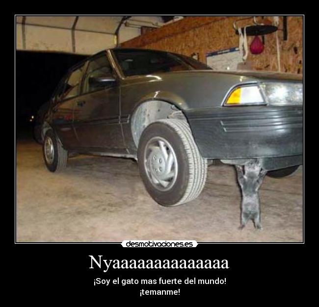 Nyaaaaaaaaaaaaaa - ¡Soy el gato mas fuerte del mundo!
¡temanme!