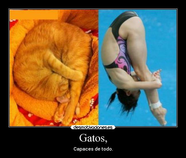 Gatos, -