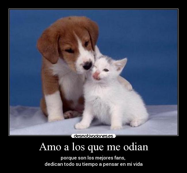Amo a los que me odian -