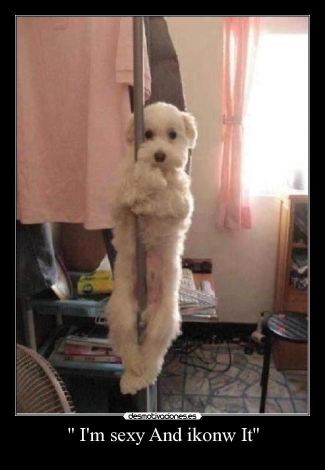  Im sexy And ikonw It - 
