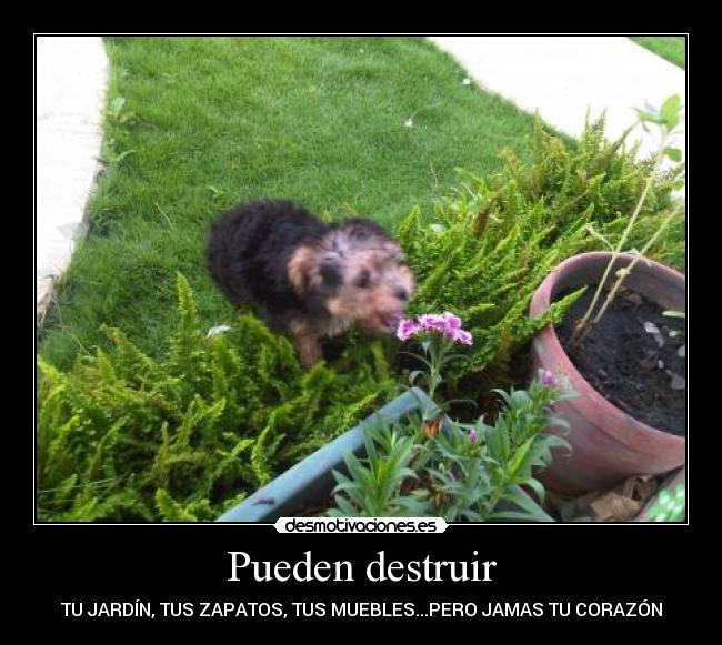 Pueden destruir - TU JARDÍN, TUS ZAPATOS, TUS MUEBLES...PERO JAMAS TU CORAZÓN