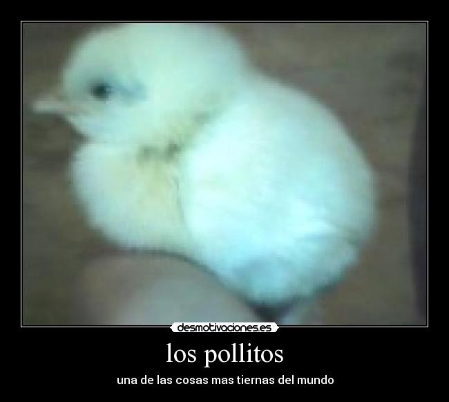 los pollitos - una de las cosas mas tiernas del mundo