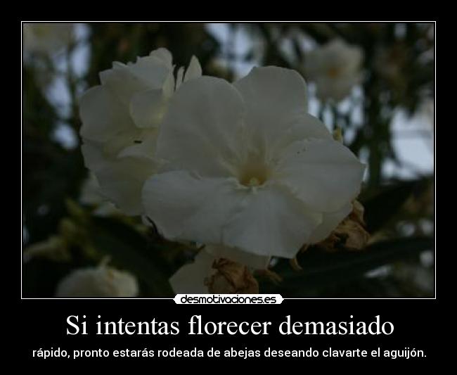 Si intentas florecer demasiado - rápido, pronto estarás rodeada de abejas deseando clavarte el aguijón.