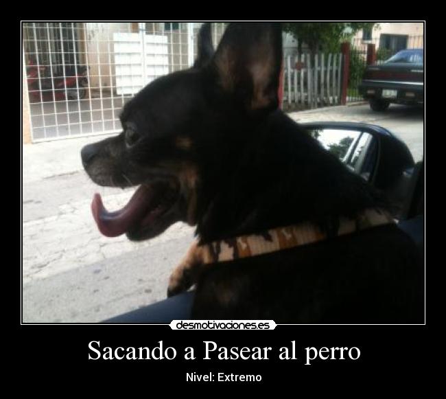 Sacando a Pasear al perro -