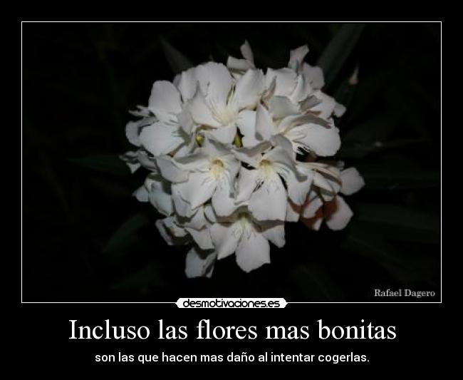 Incluso las flores mas bonitas - son las que hacen mas daño al intentar cogerlas.