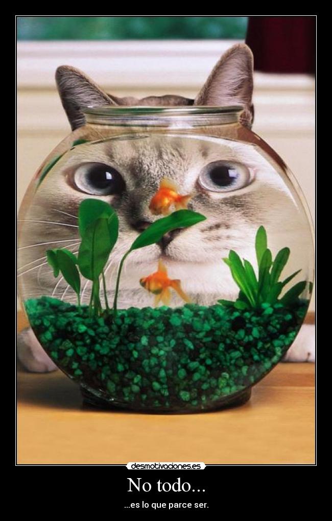 carteles gatosser desmotivaciones