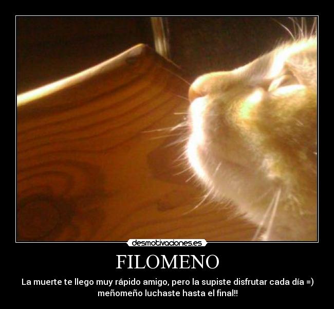 carteles gatito desmotivaciones