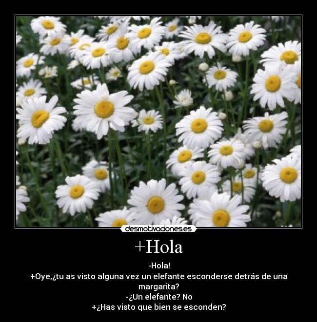 +Hola -