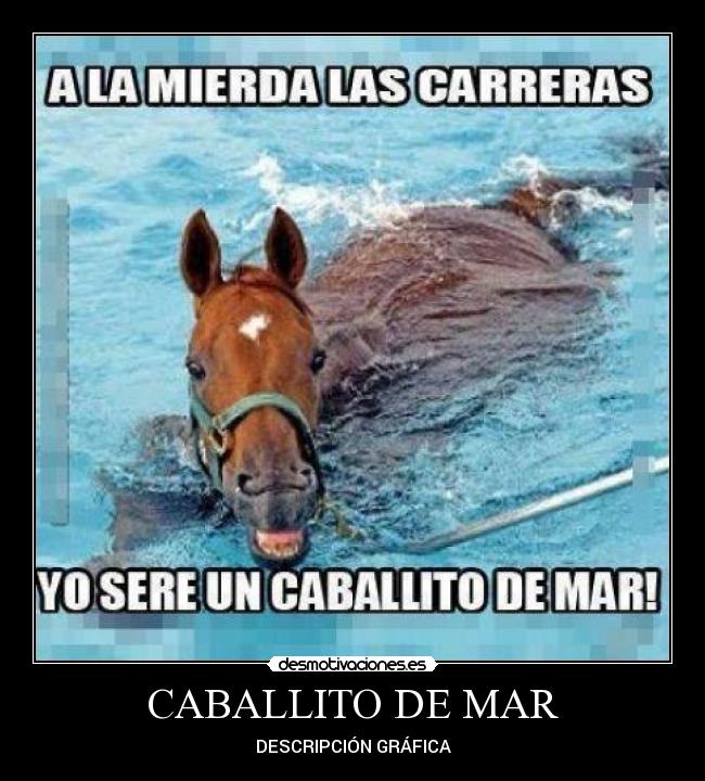 CABALLITO DE MAR - DESCRIPCIÓN GRÁFICA