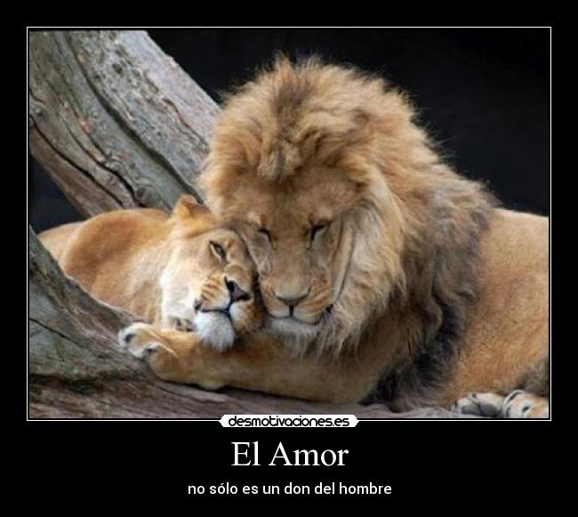 El Amor -