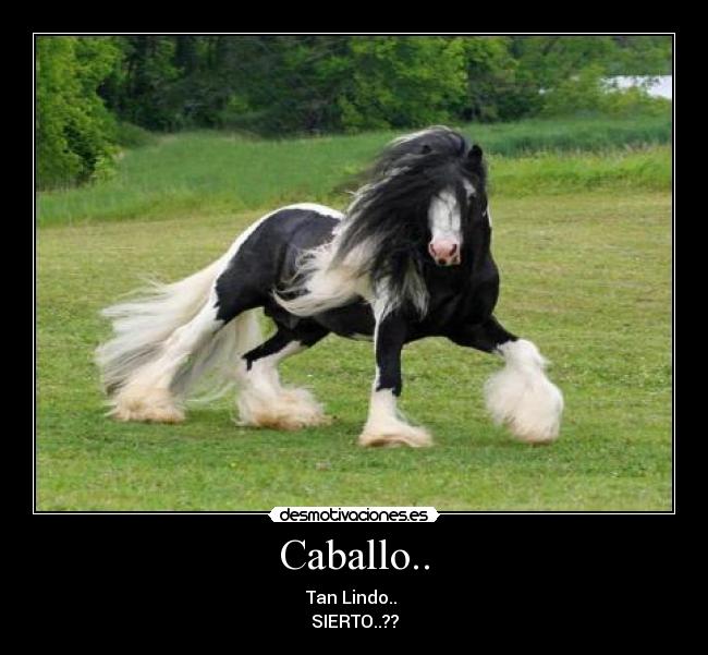 Caballo.. - 